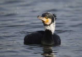 Great Cormorant (Phalacrocorax carbo), Mecklenburg-Western Pomerania, Germany, Europe