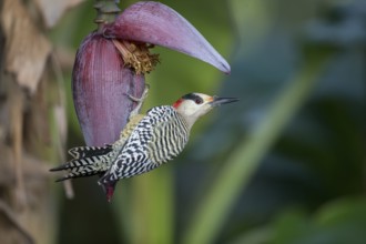 West Indian Woodpecker (Melanerpes superciliaris) female, Cuba, Central America