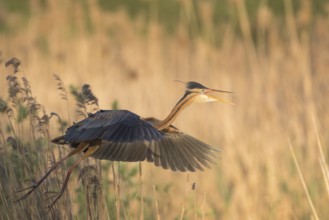 Purple Heron (Ardea purpurea) flying, Baden-Wuerttemberg, Germany, Europe