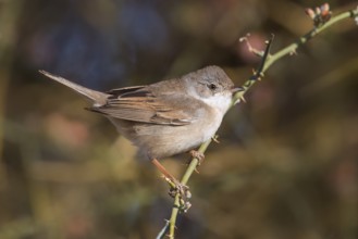 Common Whitethroat (Sylvia communis) female perched on a branch, Eilat, Israel, Asia