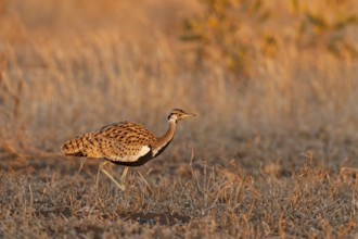 Black-bellied Bustard (Lissotis melanogaster), Kruger Park, South Africa, Africa