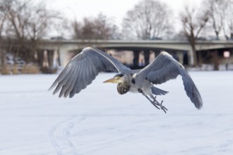 Grey Heron (Ardea cinerea) flying, Berlin, Germany, Europe