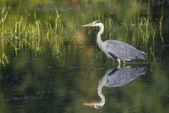 Grey Heron (Ardea cinerea) foraging, North Rhine-Westphalia, Germany, Europe
