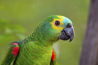 Blue-fronted Amazon (Amazona aestiva (Pantanal Brazil