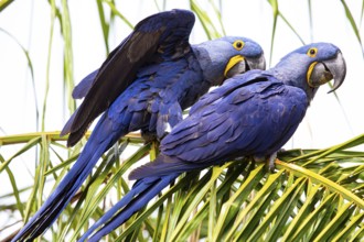 Hyacinth Macaw (Anodorhynchus hyacinthinus) Pantanal Brazil