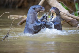Giant otter (Pteronura brasiliensis) Pantanal Brazil