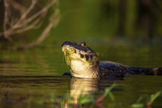 Spectacled caiman (Caiman crocodilius) Pantanal Brazil