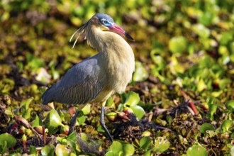 Whistling heron (Syrigma sibilatrix) Pantanal Brazil