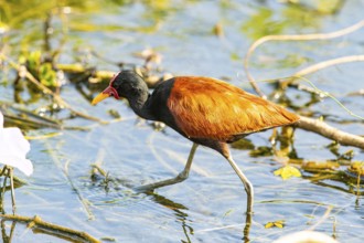 Red-fronted leaflet (Jacana jacana) Pantanal Brazil