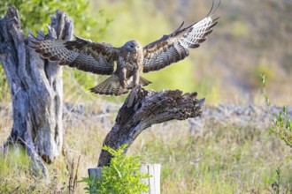 Common buzzard (Buteo buteo) Germany