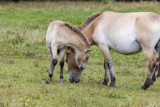 Przewalski's horse (Equus przewalski) capive Germany