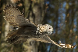 Owl soaring through the air against a blue sky and trees in the background, Siberian Eagle Owl