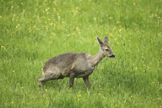 Roe deer (Capreolus capreolus) doe in winter coat in the dandelion meadow (Taraxacum) Allgäu,