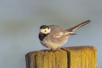 White wagtail (Motacilla alba) adult bird standing on pasture fence, wildlife, animals, birds,