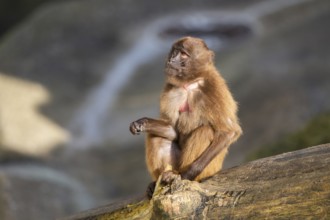 Gelada (Theropithecus gelada) sitting on a tree trunk, captive, Germany, Europe
