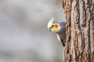 Cockatiel (Nymphicus hollandicus) sitting on a tree trunk, Bavaria, Germany, Europe