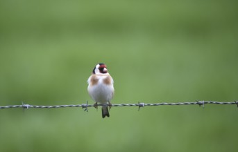 Goldfinch, (Carduelis carduelis) sitting on a pasture fence, barbed wire