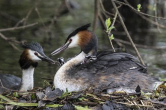 Great Crested Grebe (Podiceps Scalloped ribbonfish) with juveniles, Emsland, Lower Saxony, Germany,