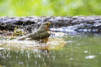 European robin (Erithacus rubecula) bathing Germany