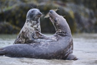 Grey seal (Halichoerus grypus) playing with each other in the water, sea, Düne, Helgoland,