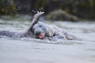 Grey seal (Halichoerus grypus) playing with each other in the water, sea, Düne, Helgoland,