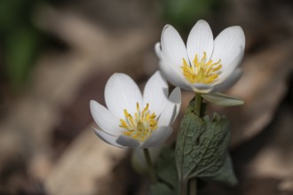 Canadian bloodroot (Sanguinaria canadensis), Emsland, Lower Saxony, Germany, Europe