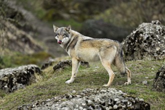 European gray wolf (Canis lupus lupus), standing on a meadow between rocks, captive, Switzerland,