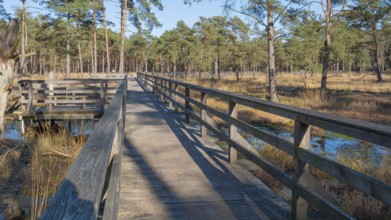 View along a moor bridge in the moor adventure trail, Otternhagener Moor, Resse, Neustadt am