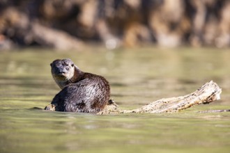 Southern river otter (Lontra longicaudis) Pantanal Brazil