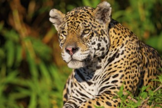 Jaguar (Panthera onca) Pantanal Brazil