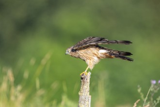 Montagu's harrier (Circus pygargus) wbl Germany