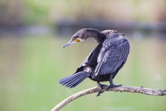 Cormorant (Phalacrocorax carbo) Germany