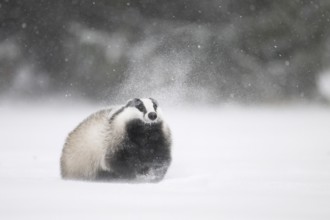 Badger in the snow, Wittlich, Rhineland-Palatinate, Germany, Europe