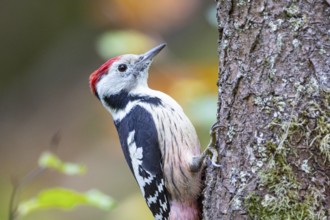 Middle spotted woodpecker (Dendrocopus medius) Germany