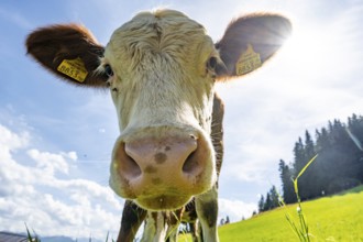 Young curious calf (Bos primigenius taurus), cow on an alpine meadow, snout stretched towards the