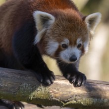 Western Red panda, Red panda (Ailurus fulgens), portrait, occurring in South Asia, captive