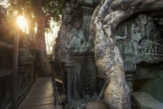 Ta Prohm, Angkor Wat, Angkor, UNESCO World Heritage Site, Siem Reap, Cambodia, Indochina, Southeast