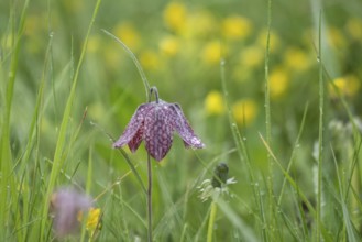 Chequerboard flowers (Fritillaria meleagris), Lower Saxony, Germany, Europe