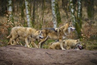 Wolf (Canis lupus), four wolves on a hill in autumn forest, watching attentively, Germany, Europe