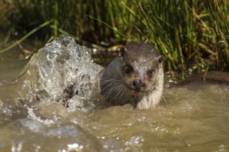An otter dives out of the water with splashes around it, European otter (Lutra lutra), Germany,