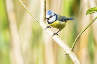 Blue Tit (Parus Caeruleus) Germany