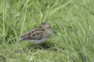 Common snipe (Gallinago gallinago), Lower Saxony, Germany, Europe