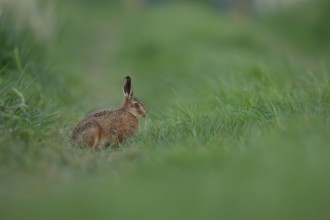 European brown hare (Lepus europaeus) juvenile leveret animal feeding in grassland in summer,