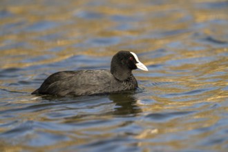 Eurasian Coot (Fulica atra), Vulkaneifel, Rhineland-Palatinate, Germany, Europe