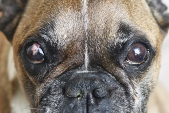 French Bulldog dog with partly healed surgical implanted conjunctival flap covering eye used as