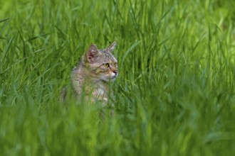 European wildcat, wild cat (Felis silvestris silvestris) hunting in grassland, meadow