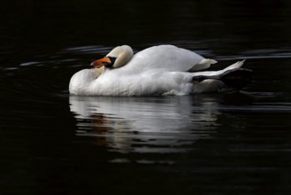 Mute Swan (Cygnus olor), Baden-Wuerttemberg, Germany, Europe