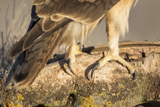Bonelli's Eagle (Aquila fasciata) claws of a juvenile, Castile-La Mancha, Spain, Europe