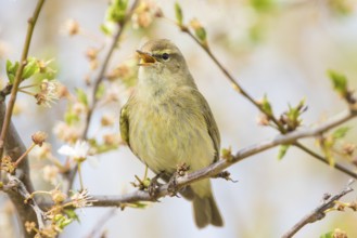 Common Chiffchaff (Phylloscopus collybita) singing, perched on a branch, Baden-Wuerttemberg,
