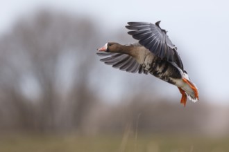 Greater White-fronted Goose (Anser albifrons) flying, North Rhine-Westphalia, Germany, Europe